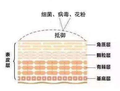 经常用去角质的角质层会变薄吗