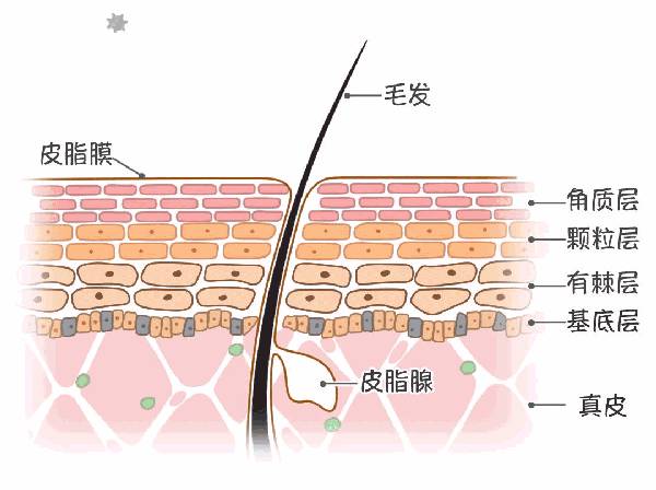 角质层薄能用去角质